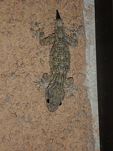 Gecko, Mediterraneo, rettile, lucertola, pigmeo, ricrescita