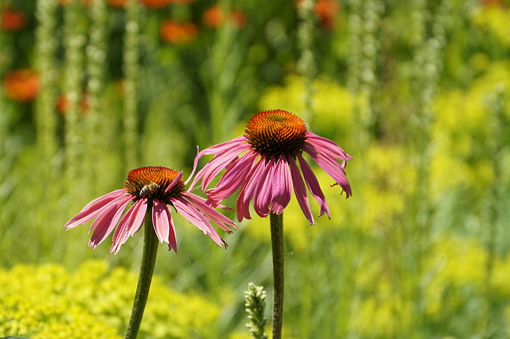 topi matahari, Echinacea, bunga, Echinacea purpurea, tanaman obat, coneflower ungu, Coneflower