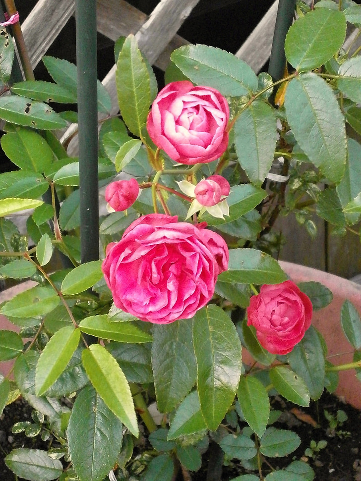 Rosa, de roses en miniatura, flor rosa, roserar