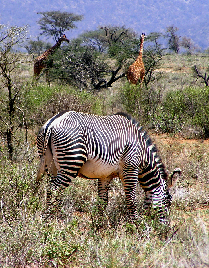 africa, wildlife, zebra, grevy zebra, giraffe, safari, animal