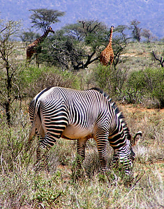Afrika, prosto živeče živali, Zebra, Grevy zebra, žirafa, Safari, živali