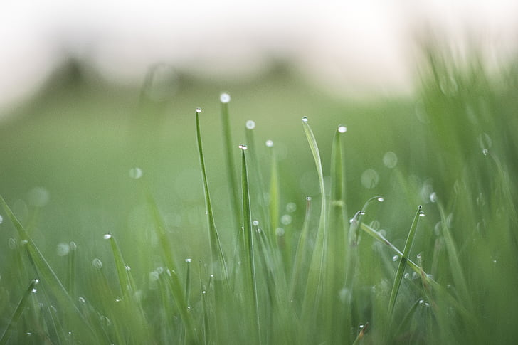 dew, field, grass, meadow, morning, nature, water drops