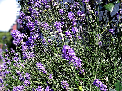 paars, lavendel, lavendel, Lavandula angustifolia, natuur, bloem, zomer