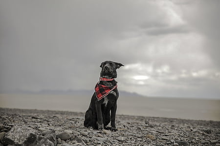 rocks, outdoor, travel, highland, black, dog, animal