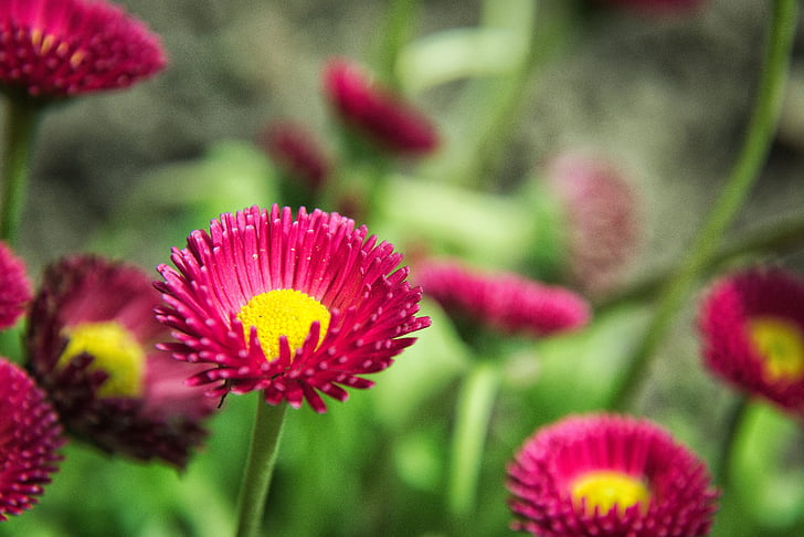daisy, red, plant, blossom, bloom, red daisy, nature