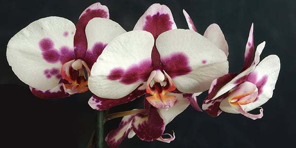 orchidea, pianta, fiore, natura, Blossom, Bloom, viola