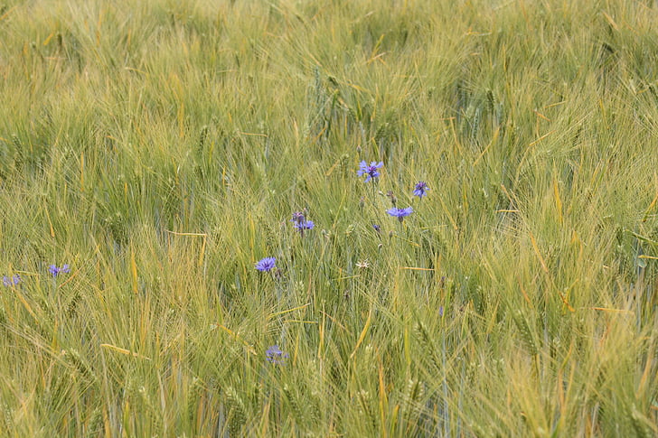 barley, tender, cornflowers, awns, bright, summer, field