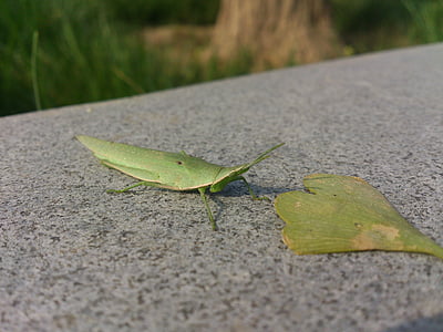 grasshopper, green leaf, static