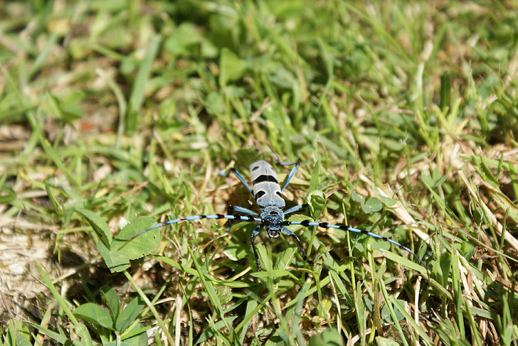 Beetle, bug, Rosalia, Alpina