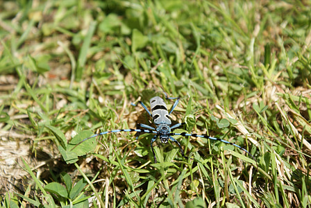 Beetle, bug, Rosalia, Alpina