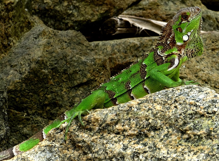 iguana, caribbean, green, lizard, reptile, animal, creature