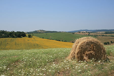 sol, Maremma, groc, verd, l'estiu, Itàlia, Toscana