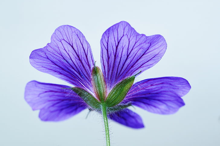 flor, flor, azul, botânica, close-up, Cranesbill, decorativos