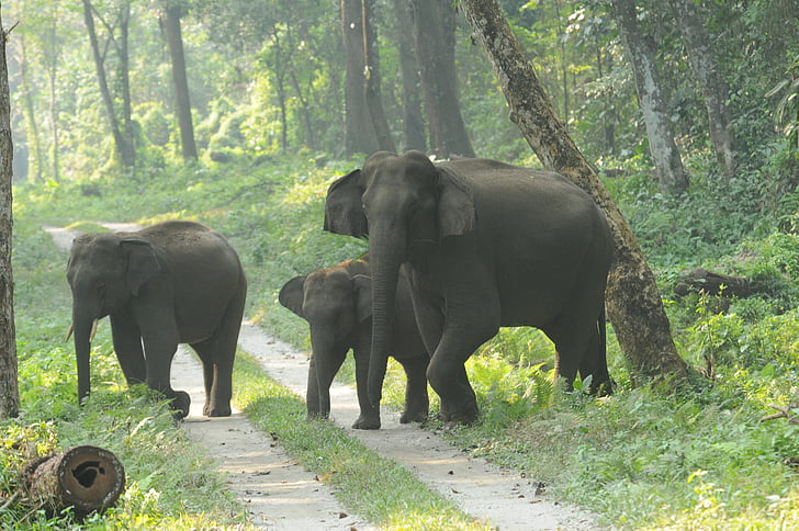 elefant, vilde, skov