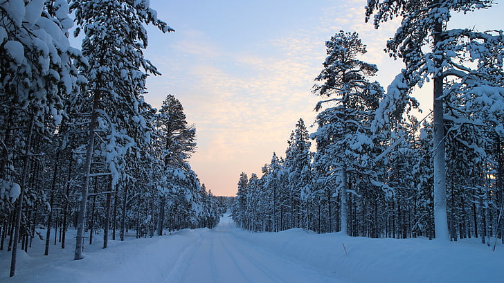 snowy road, winter, forest road, cold, arctic, frost, arctic circle