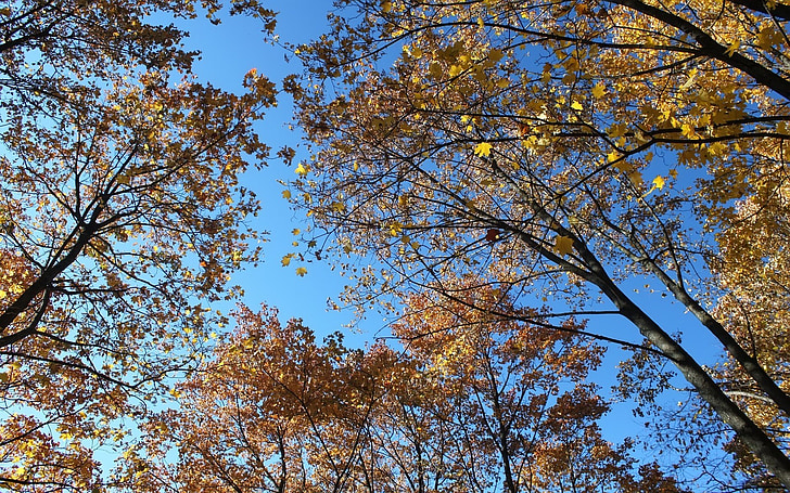 hösten, klara himlen, träd