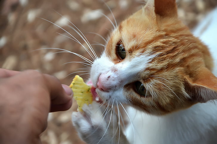 cat, food, love, the homeless, ginger, pets