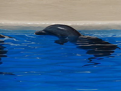Delphin, Tier, Rest, Meeresbewohner, Delphinidae, gezahnt, Medium