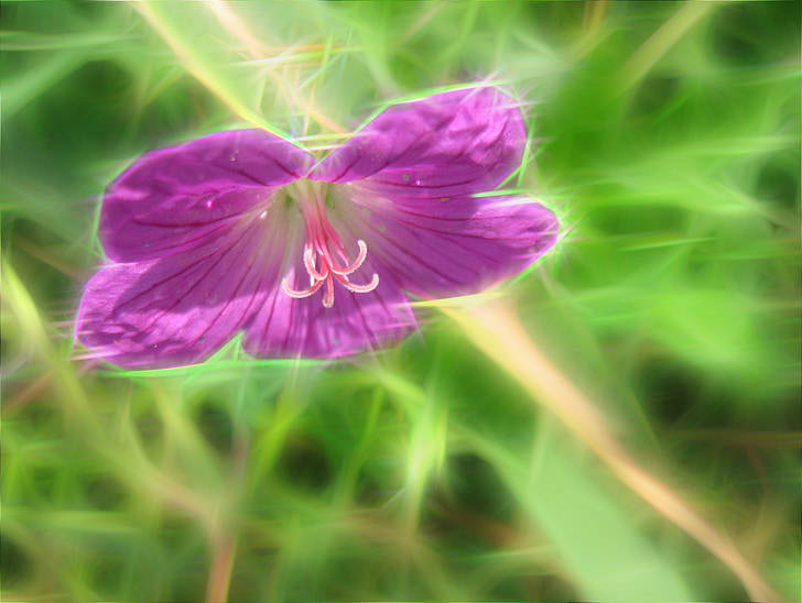 Art, kukka, Wild, Blossom, kukinta, kasvi, terälehtiä