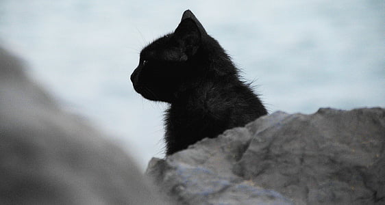 kočka, černá, Profil, Při pohledu, kočkovitá šelma, domácí zvíře, domácí