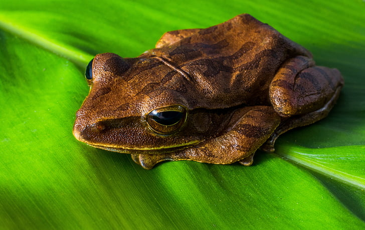 amfibi, hewan, katak, Katak-pohon
