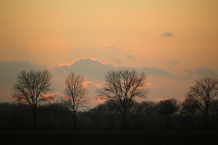 sunset, winter, trees, sky, clouds, wintry, evening sky