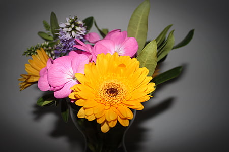 λουλούδια, φύση, λουλούδι, πέταλο, φυτό, Κίτρινο, λουλούδι κεφάλι