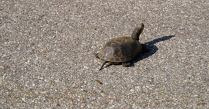 turtle, road, crawl, shell, wildlife, nature