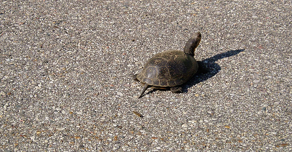tartaruga, strada, ricerca per indicizzazione, Shell, fauna selvatica, natura