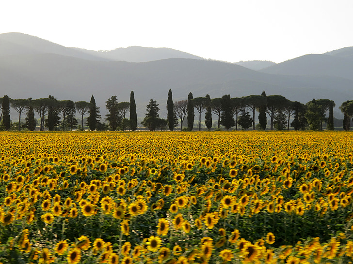 поле, Подсолнухи, Закат, Италия