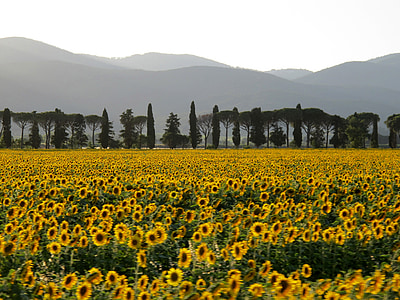 campo, girassóis, pôr do sol, Itália