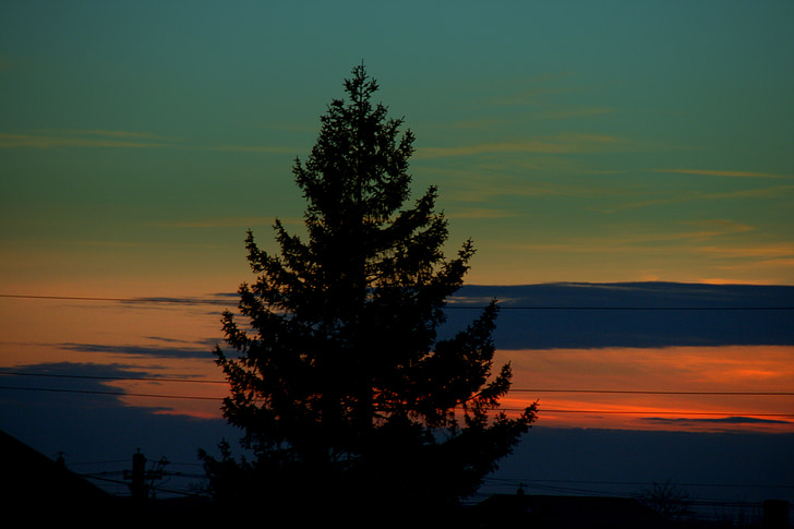arbre, posta de sol, cel, núvol, a la nit