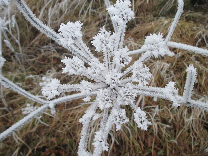 ice flowers, eiskristalle, cold