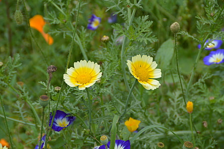 Crown marigold, kvety, Záhrada, kvet
