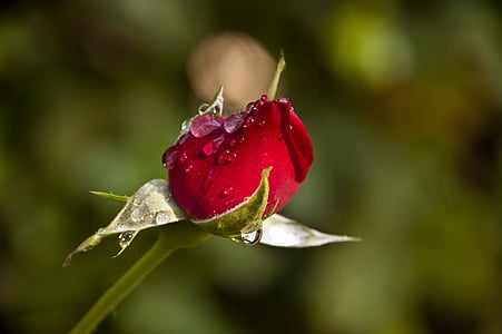 rosa, capullo, rosebud, red, button, rose, flower