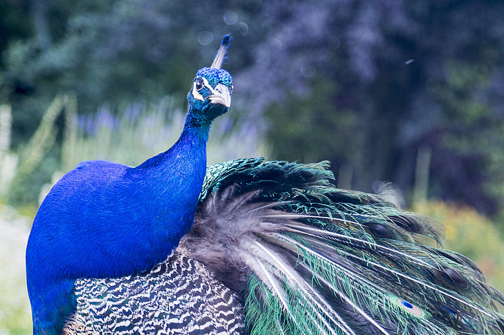 Peacock, dier, dieren in het wild, ecologie