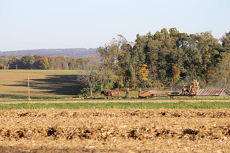 Amiši, Pennsylvania, farma, ruralni, županije, Lancaster, konj