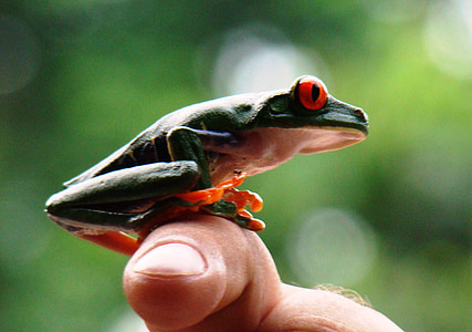 žába, zarudlé oči, Rosnička, Příroda, deštný prales, Kostarika
