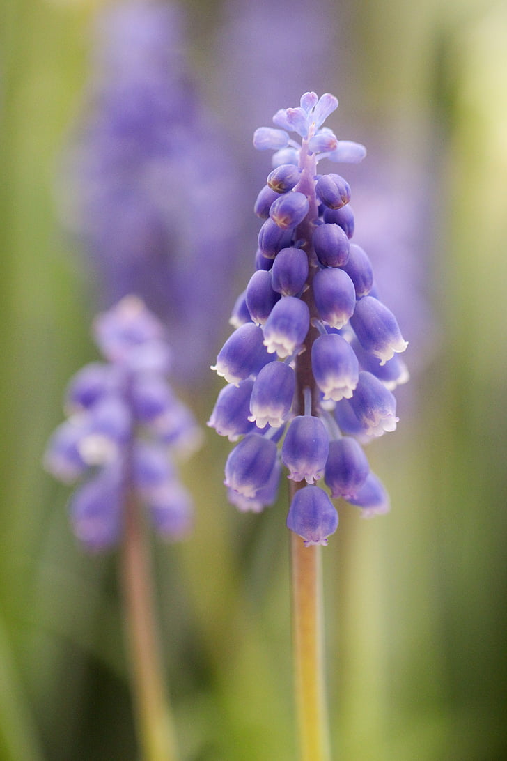 grape hyacinth, blue, nature, spring, bulb, garden, green