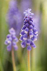 nho hyacinth, màu xanh, Thiên nhiên, mùa xuân, bóng đèn, Sân vườn, màu xanh lá cây