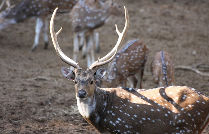 animal, deer, horns, spots, white tailed, wild life