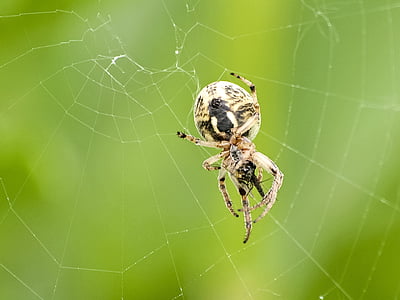 Spider, Luonto, eläinten, Puutarha hämähäkki