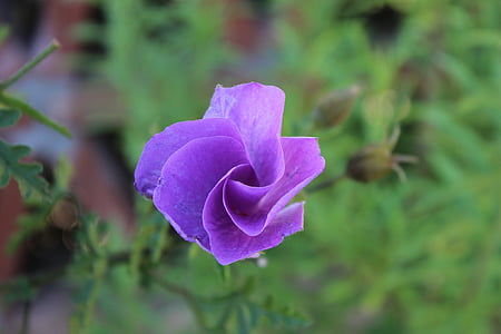 purple, rose, floral, blossom, flower, petal