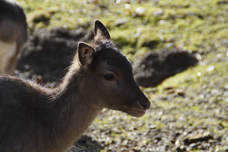 back light, fawn, bambi, young deer, roe deer, deer park, forest