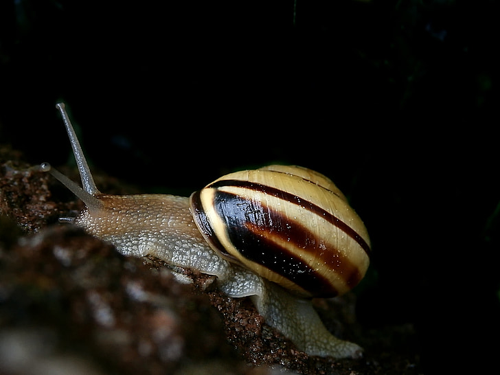 snail, shell, close