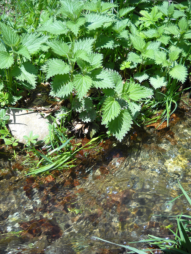 nettle, vegetation, river, water, creek, plant, herb