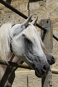 hoofd van het paard, Mare, schimmel, paard, pferdeportrait, hek, Arabieren