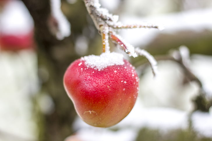 แอปเปิ้ล, ฤดูหนาว, หิมะ, น้ำค้างแข็ง, น้ำแข็ง, ไอซิ่ง, ผลไม้