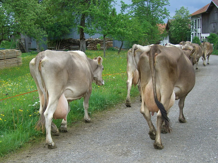 cow, dairy cows, udder, impact fully, way home, cattle, milk cow