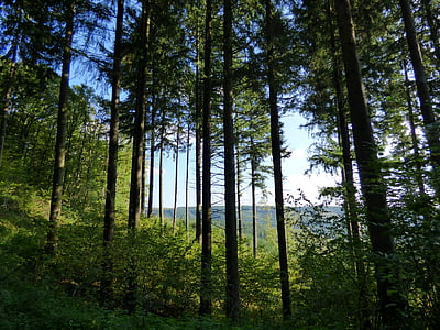 Les, stromy, Příroda, Lucembursko, strom, lesy, venku